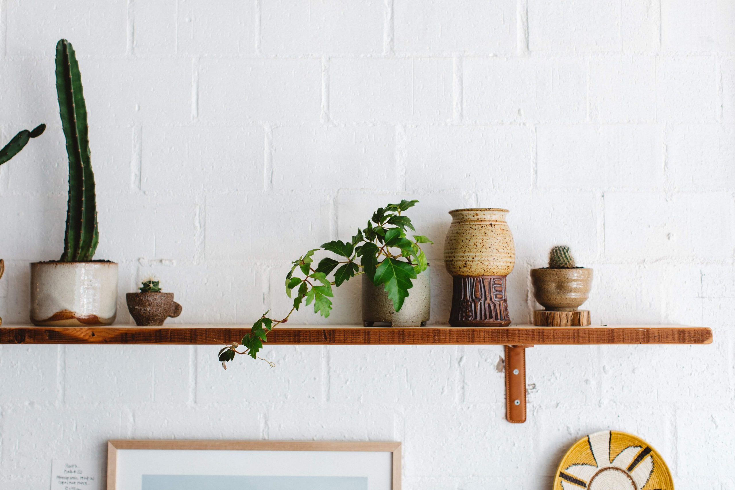 face of white brick wall that features darkly colored wooden shelf and houseplants on top